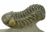 Hollardops Trilobite Fossil With Austerops - Multi-Toned Shell #381663-5